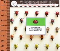 Мушка сухая ЧР Божья коровка кр Kamasan №14 Мушка сухая ЧР Божья коровка кр Kamasan №14