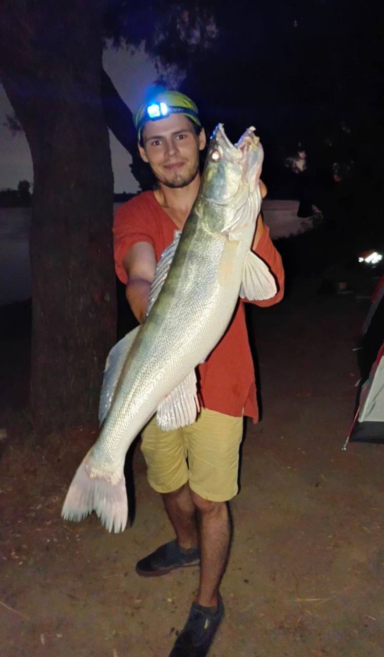 Рыбалка на реке Кубань. Трофейный судак. Рыбалка на реке Кубань. Трофейный судак.